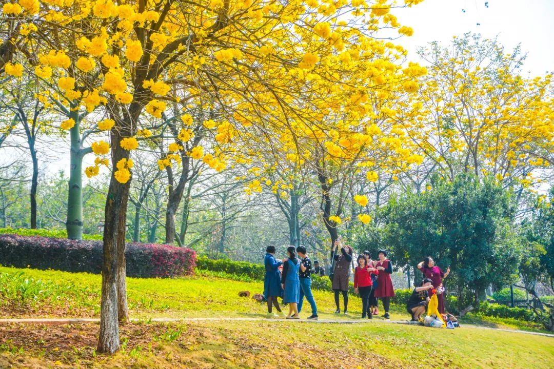 满地尽遍黄金甲，南海花风铃木打卡地