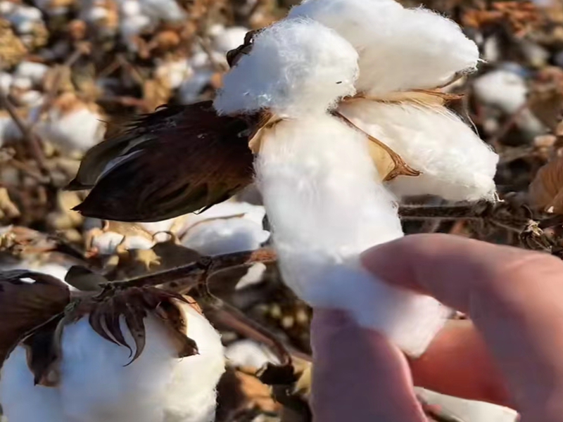 棉花是怎么制作成棉纱的？