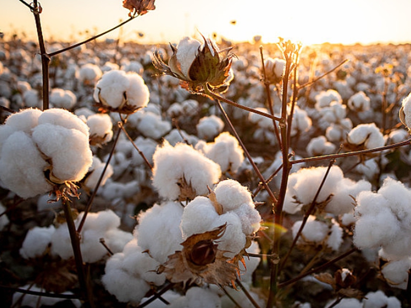 国家统计局解读棉花生产情况